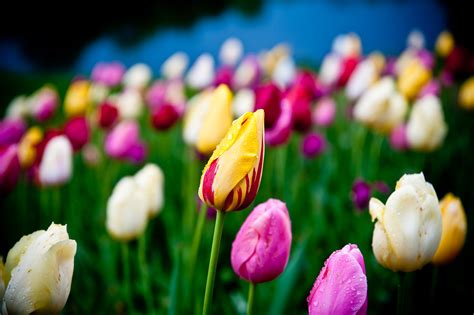 Many Different Colored Tulips In A Field