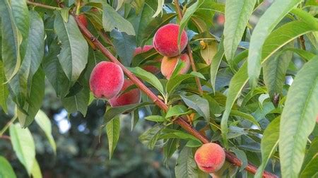 While most need 500 or more hours of chill, there are a few varieties that do well with as little as 100 chill hours. Garden and Yard: How to Plant and Care for a Peach Tree