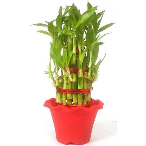 Green Bamboo Plants At Best Price In Hooghly West Bengal From