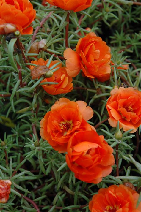 Sundial Orange Portulaca Portulaca Grandiflora Sundial Orange In Denver Arvada Wheat Ridge