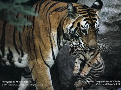 Tigers National Geographic Photo 6902098 Fanpop