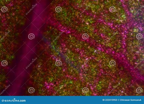 Close Up Texture Of Plants Cells Stock Image Image Of Closeup