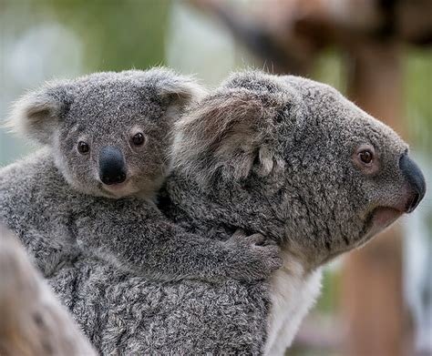 Koala San Diego Zoo Kids