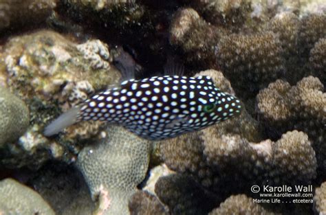 Āhihi Kīnau Boxfish Pufferfish Porcupinefish