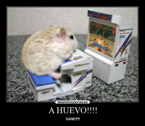 Imágenes Y Carteles De Hamsters Pag 8 Desmotivaciones