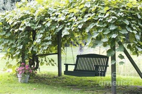 Check spelling or type a new query. grape arbor with porch swing underneath | Swing ...