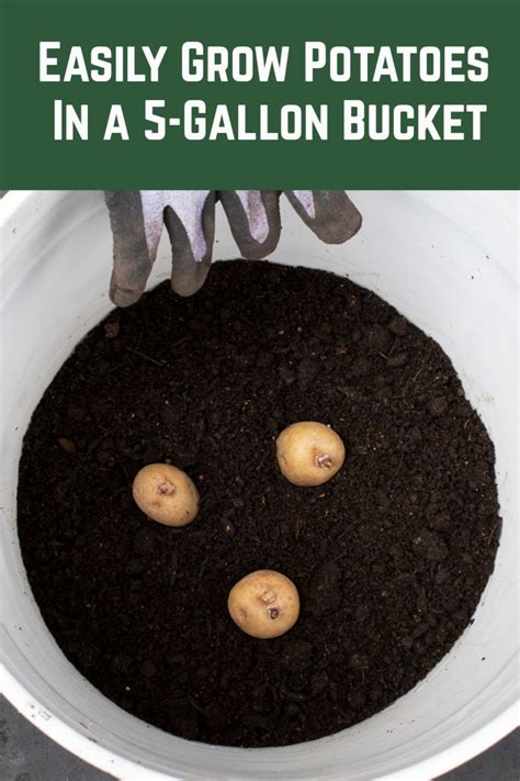 Also, they're highly mobile, meaning that you can put them in the best spots to. Easily Grow Potatoes In a 5-Gallon Bucket | Growing ...