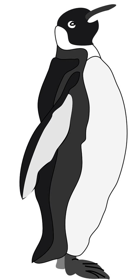 King Penguin Bird Png Clipart Png All