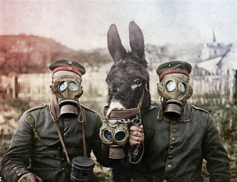 German Soldiers And Their Mule With Gas Masks Ww1 Scrolller