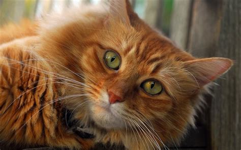 Download Wallpapers Ginger Cat Green Eyes Cat Cats For Desktop Free