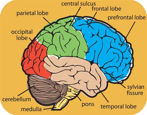 Diagram Of Human Brain System Health Images Reference