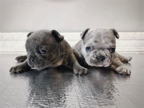 Assuming that merle is the desired color, this predicts that each pup has a 25% probability of inheriting the sublethal (and in most cases undesirable by the breed standards) mm combination, only 50% will be the desired merle color, and. adorable merle french bulldog puppies for sale ...