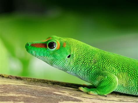 Penned Release Of Green Geckos Has Potential To Help Preserve