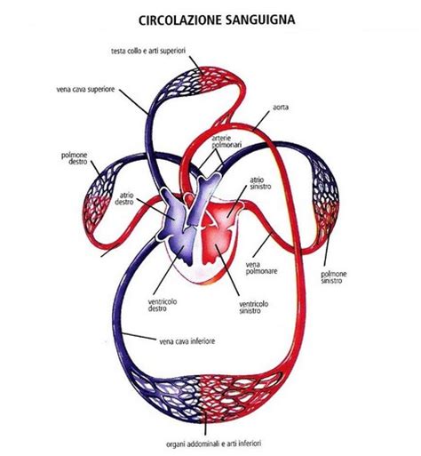 Il Sistema Circolatorio Circolo Polmonare E Sistemico Fisiologicamente