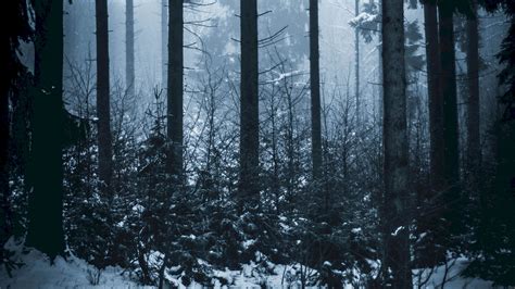 Download Wallpaper 2560x1440 Forest Winter Fog Trees Widescreen 169