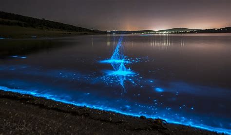 This Giant Firefly Looks Even Weirder In The Light Australian Geographic