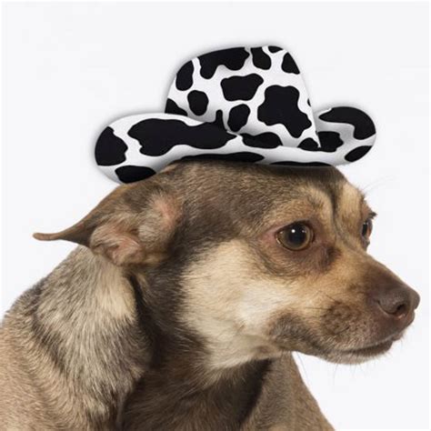 Cowboy Hat Dog Costume Cow Print Baxterboo