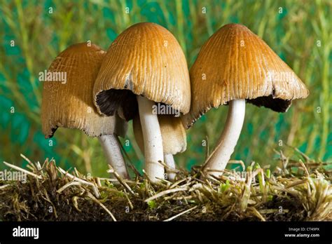 A Small Group Of Lawn Mushrooms In The Pacific Northwest Stock Photo