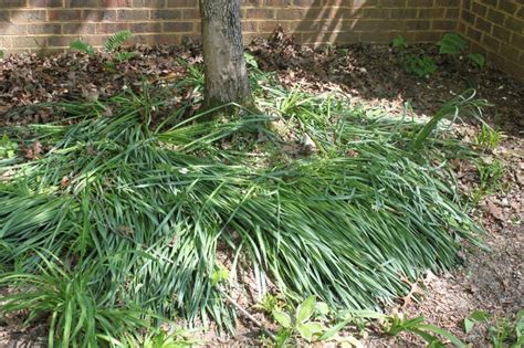What to do after spring bulbs have bloomed. April 2012 - r u l y