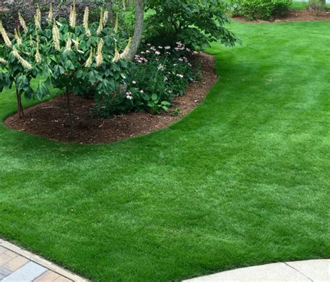 How To Identify Zoysia Grass Guide To Common Grass Types In