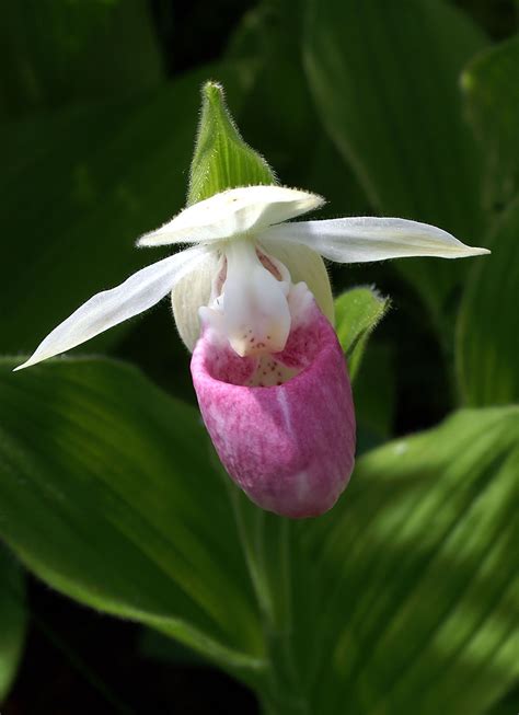 The Showy Lady S Slipper Cypripedium Reginae Also Known As The Pink And White Lady S Slipper