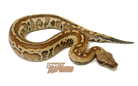 Matrix Blood Python Male Dynasty Reptiles