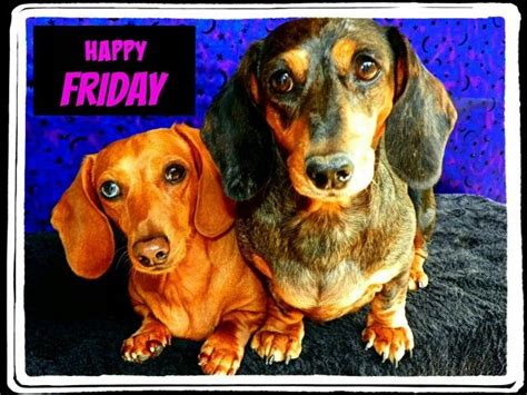 Happy Friday Best Dogs And Cuddly Dachshunds