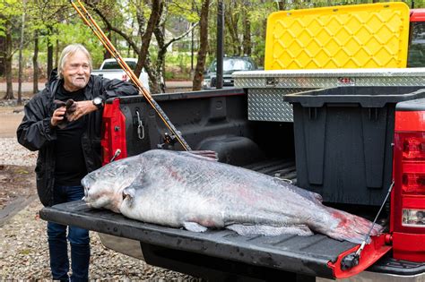 131 Pound Blue Catfish Shatters Mississippi State Record Outdoor Life