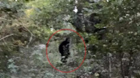 Woman Claims To Have Spotted Bigfoot In West Sussex Meridian Itv