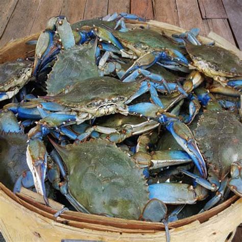 Large Male Maryland Blue Crabs Delivered Camerons Seafood