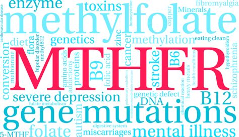 Methylation Mthfr Disorders • Living Holistic Health Geelong
