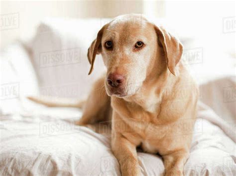 Portrait Of Dog Stock Photo Dissolve