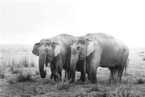 The Asian Elephant Elephas Maximus The Following Asian E Flickr
