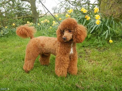 Red Toy Poodle Stud Dog In Lincolnshire United States Breed Your Dog