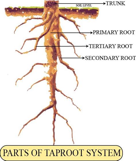 Label The Diagram Of The Taproot System And Write Its Significancen