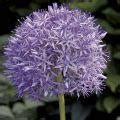 Collection Allium Iris De Hollande Bulbes Pour Une Sc Ne Blanche