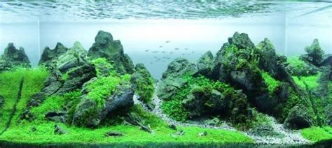 Takashi amano has become the father of aquascaping. Aquascaping - Making your Aquarium Look Awesome ...