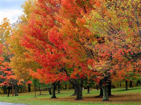 Sugar Maple Tree Fast Growing Native With Bright Fall