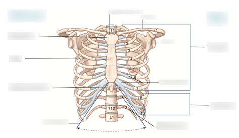 Thoracic Cage Bones Diagram Quizlet