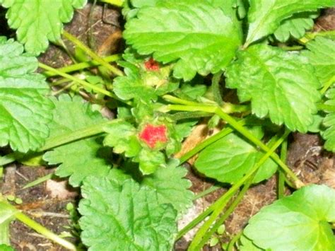 We did not find results for: Quilt Talk: Baby Strawberries