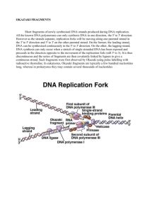 Okazaki Fragments