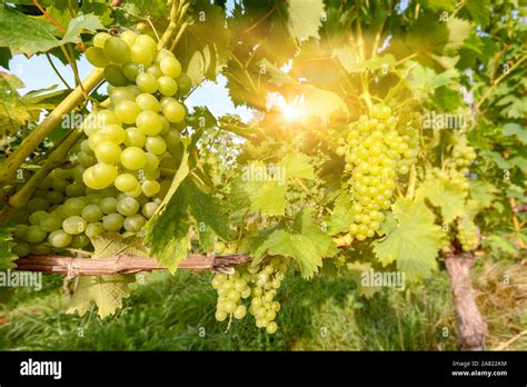 Sunset Over Vineyards With White Wine Grapes In Late Summer Stock Photo