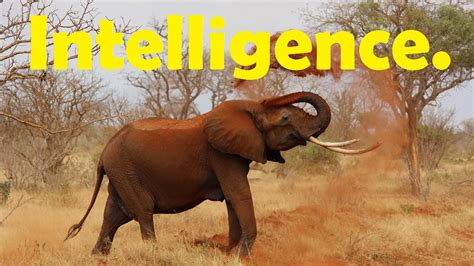 Top 7 Most Intelligent Animals On Earth Animal Intelligence 2017