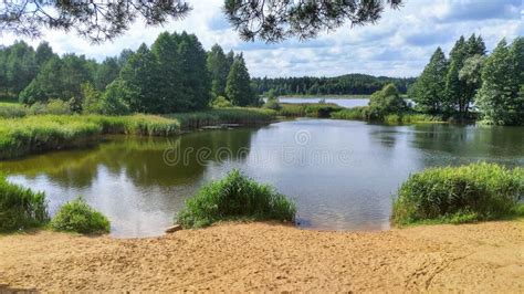 Grassy Reed Pond Sandy Shore Pine Trees Stock Photos Free And Royalty