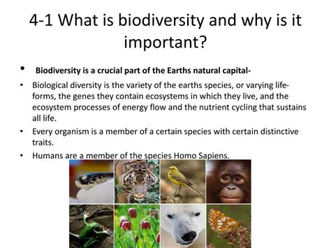 PPT CH 4 Biodiversity And Evolution PowerPoint Presentation Free