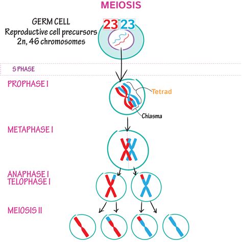Meiosis Draw It To Know It Medical Science Medical School Fun