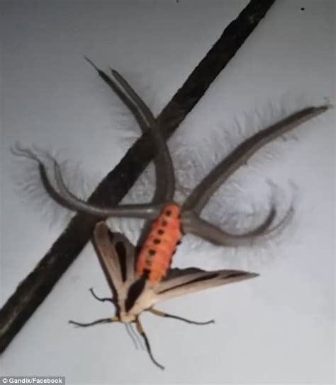 Creatonotos Gangis Moth Is Terrorising Australia Daily Mail Online