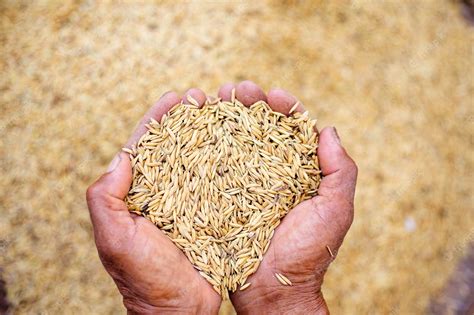 Premium Photo Close Up Of Jasmine Rice Seed In Farmer Hand On Paddy