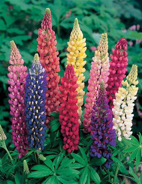 Lupin Russell Mixed Seeds From Mr Fothergills Seeds And Plants