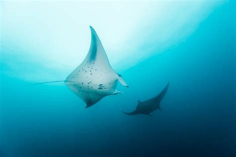 Manta Rays In Maldives Species Swimming Feeding And Best Spots